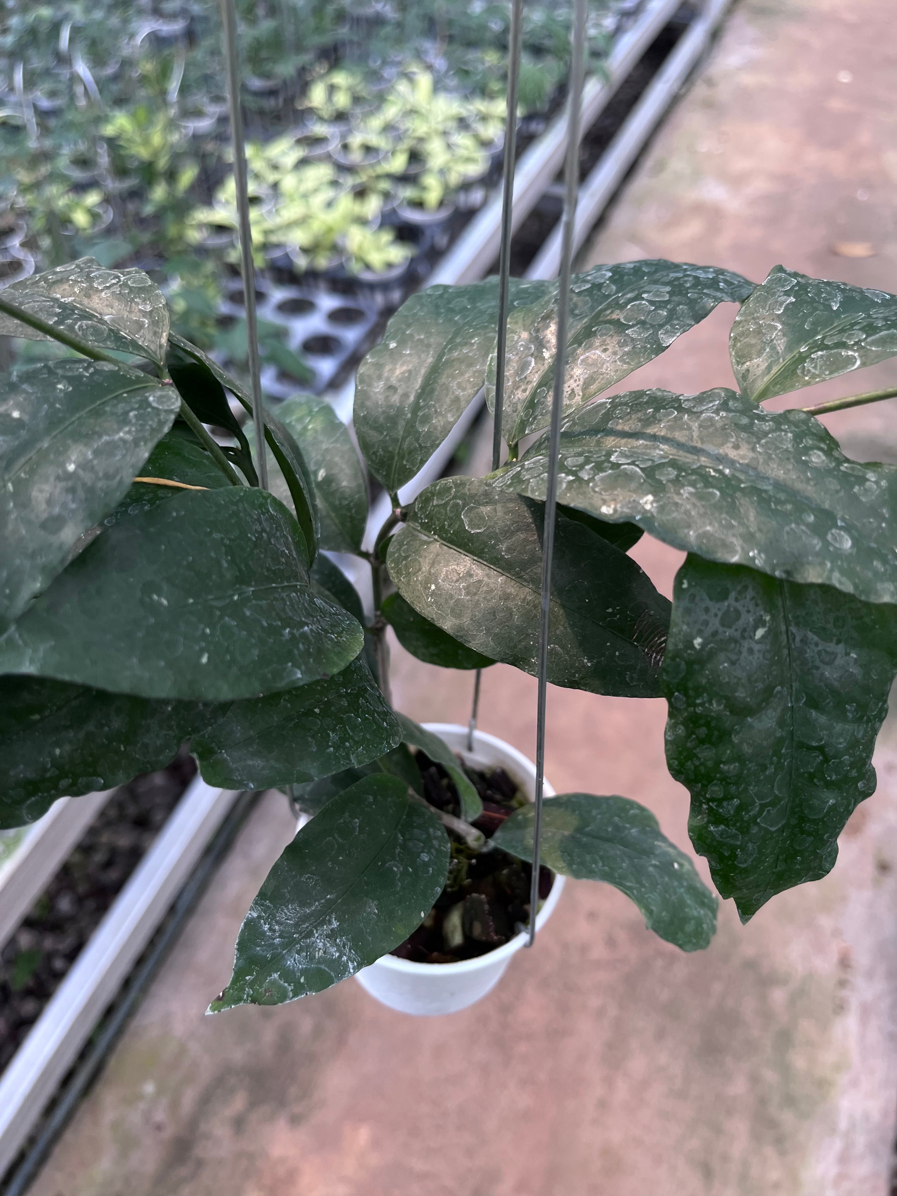 Hoya Sp Tanggamush