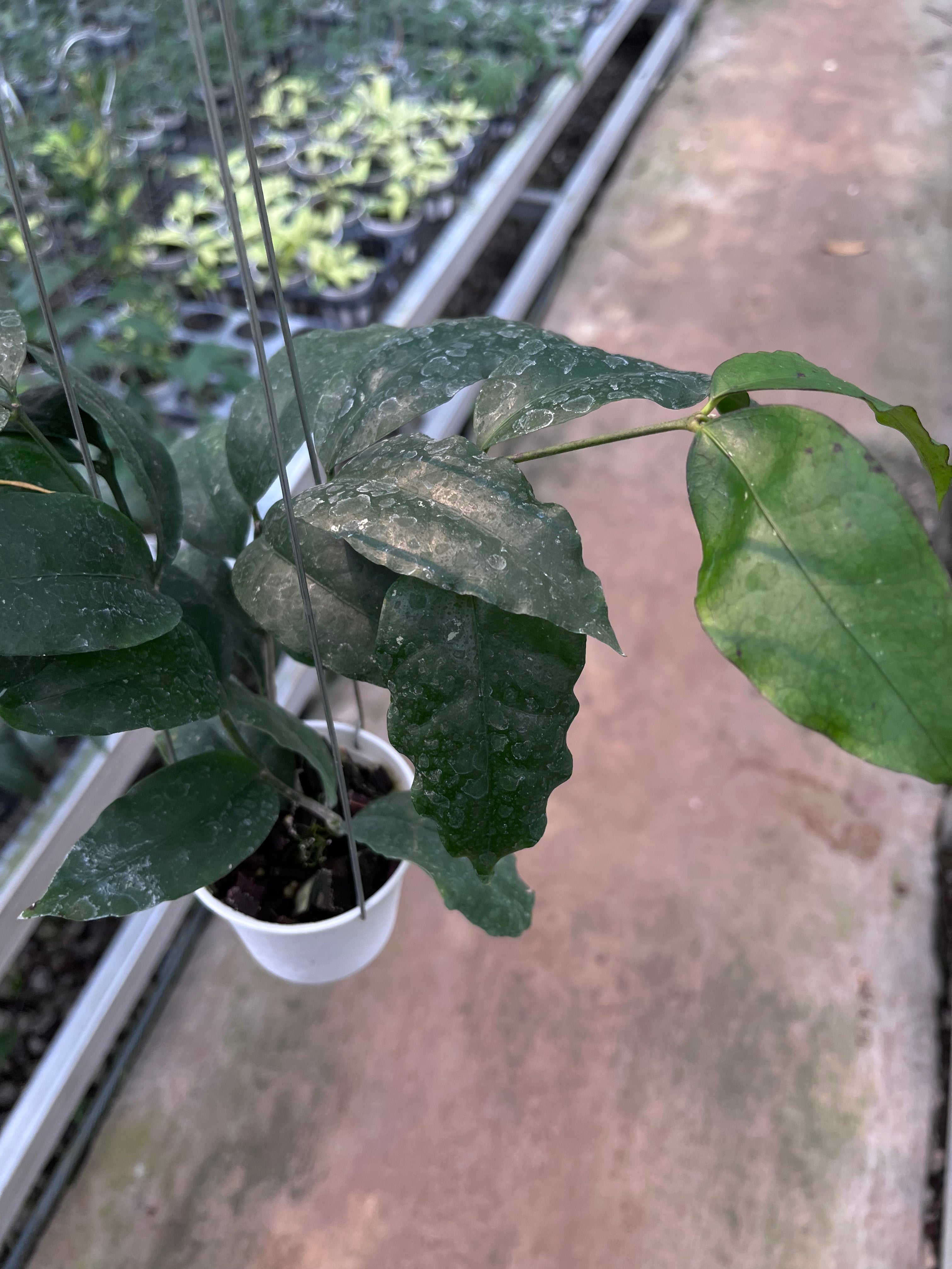 Hoya Sp Tanggamush