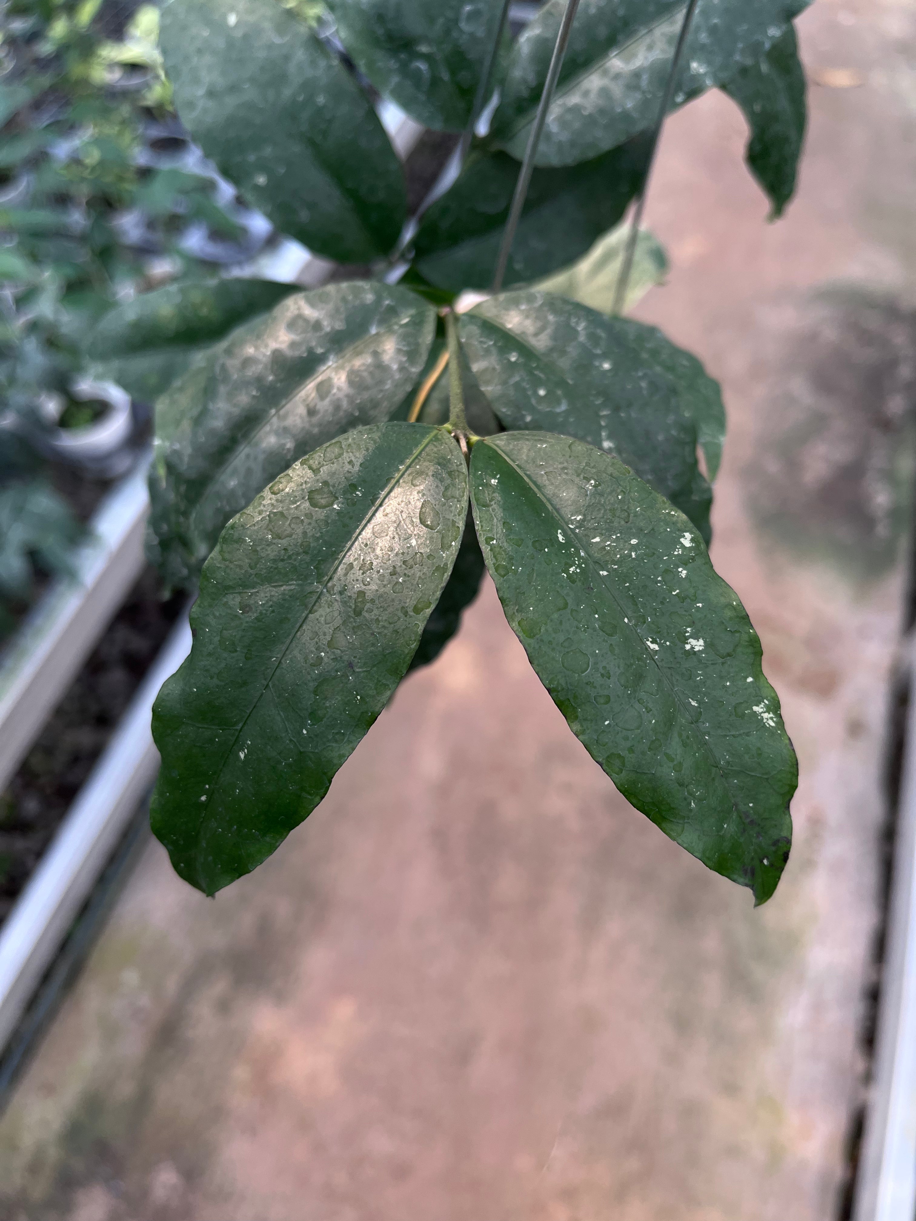 Hoya Sp Tanggamush