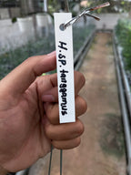 Hoya Sp Tanggamush