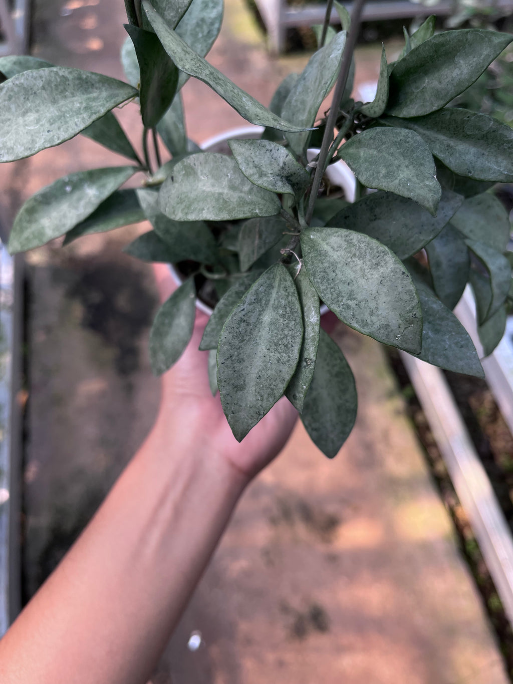 Hoya Lacunosa Gold Powder