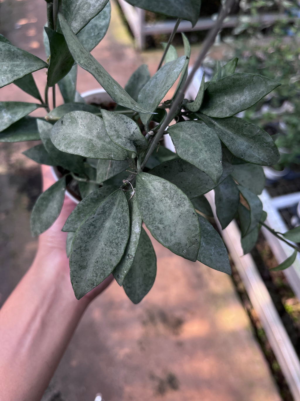 Hoya Lacunosa Gold Powder