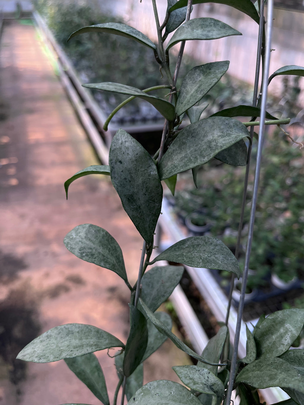 Hoya Lacunosa Gold Powder