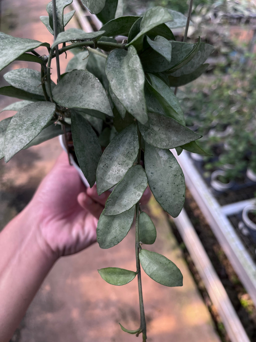 Hoya Lacunosa Gold Powder