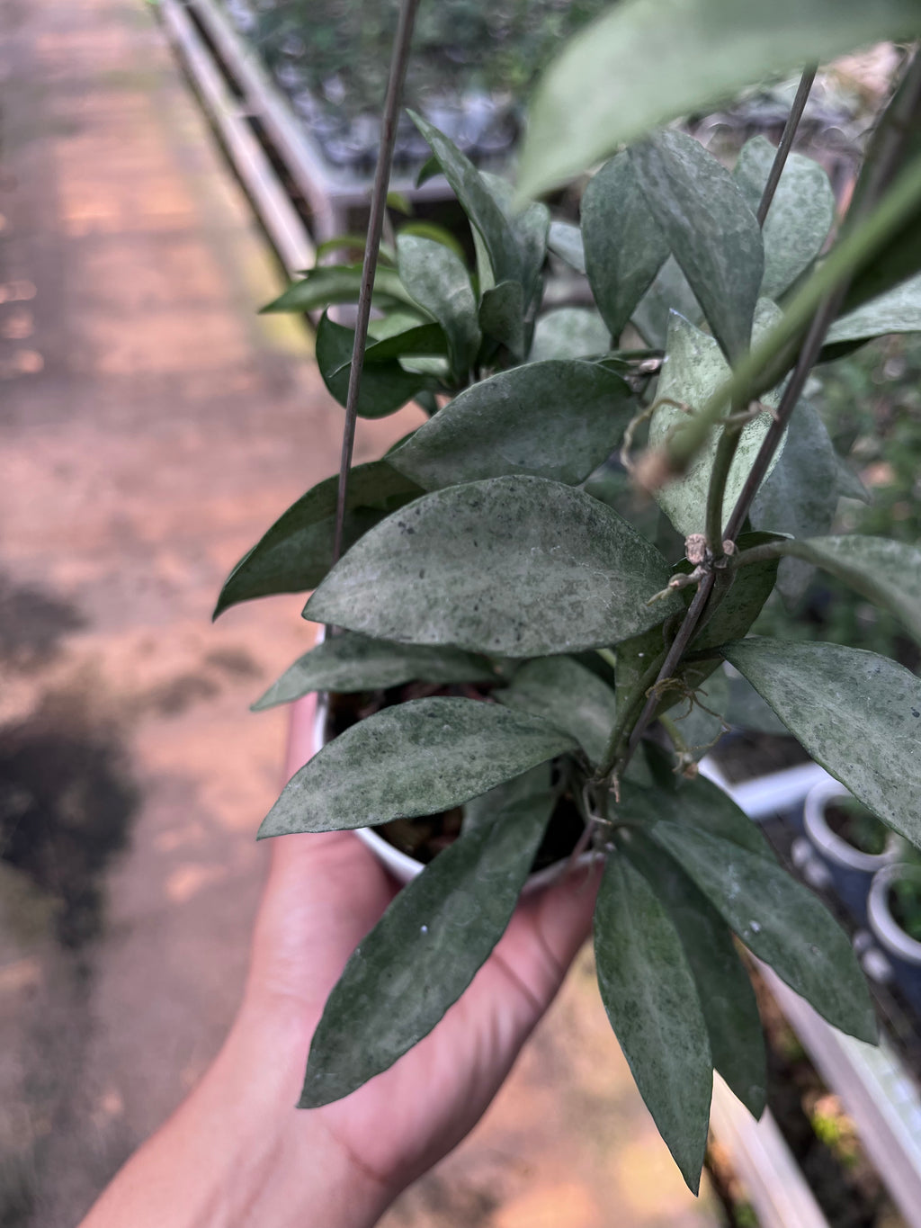 Hoya Lacunosa Gold Powder