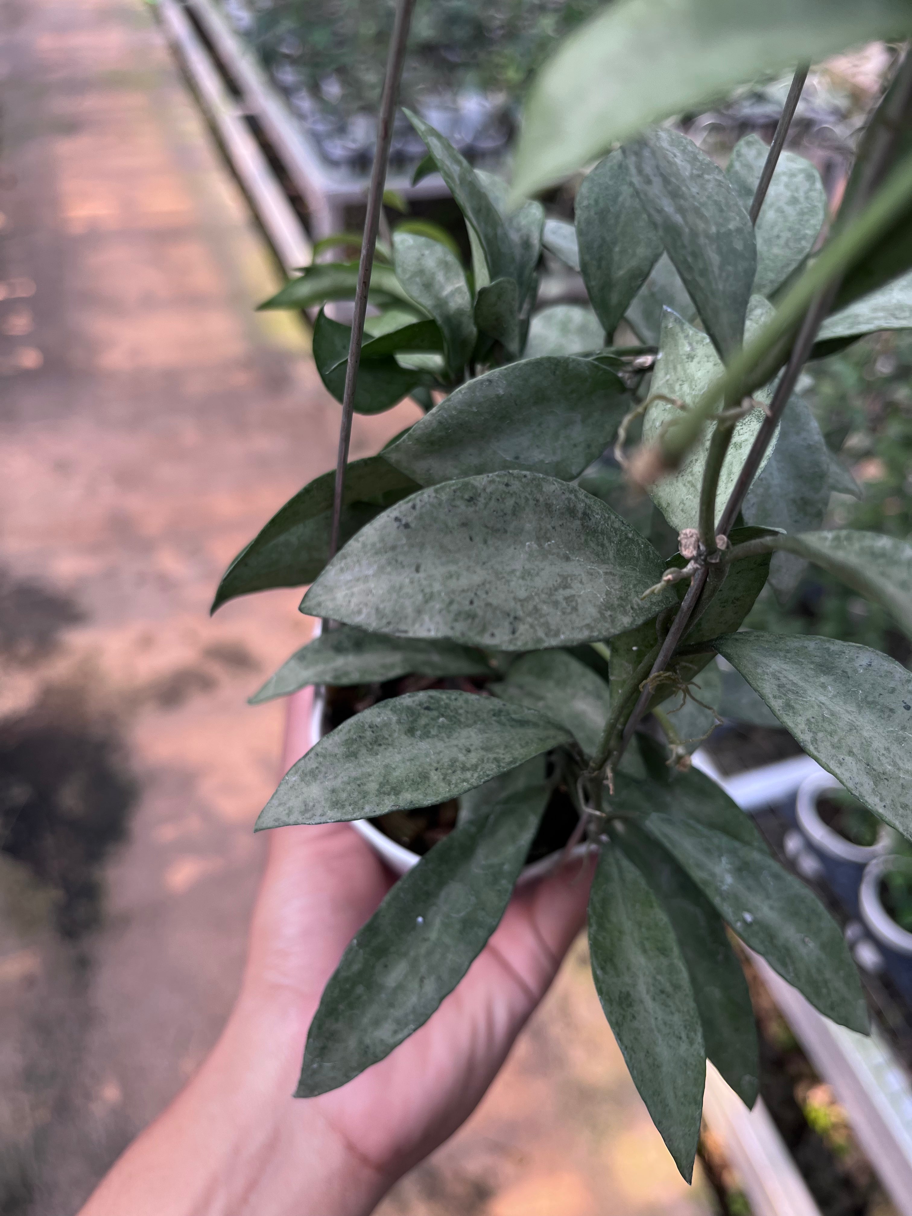 Hoya Lacunosa Gold Powder