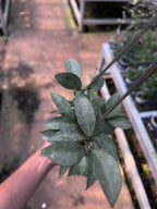 Hoya Lacunosa Gold Powder