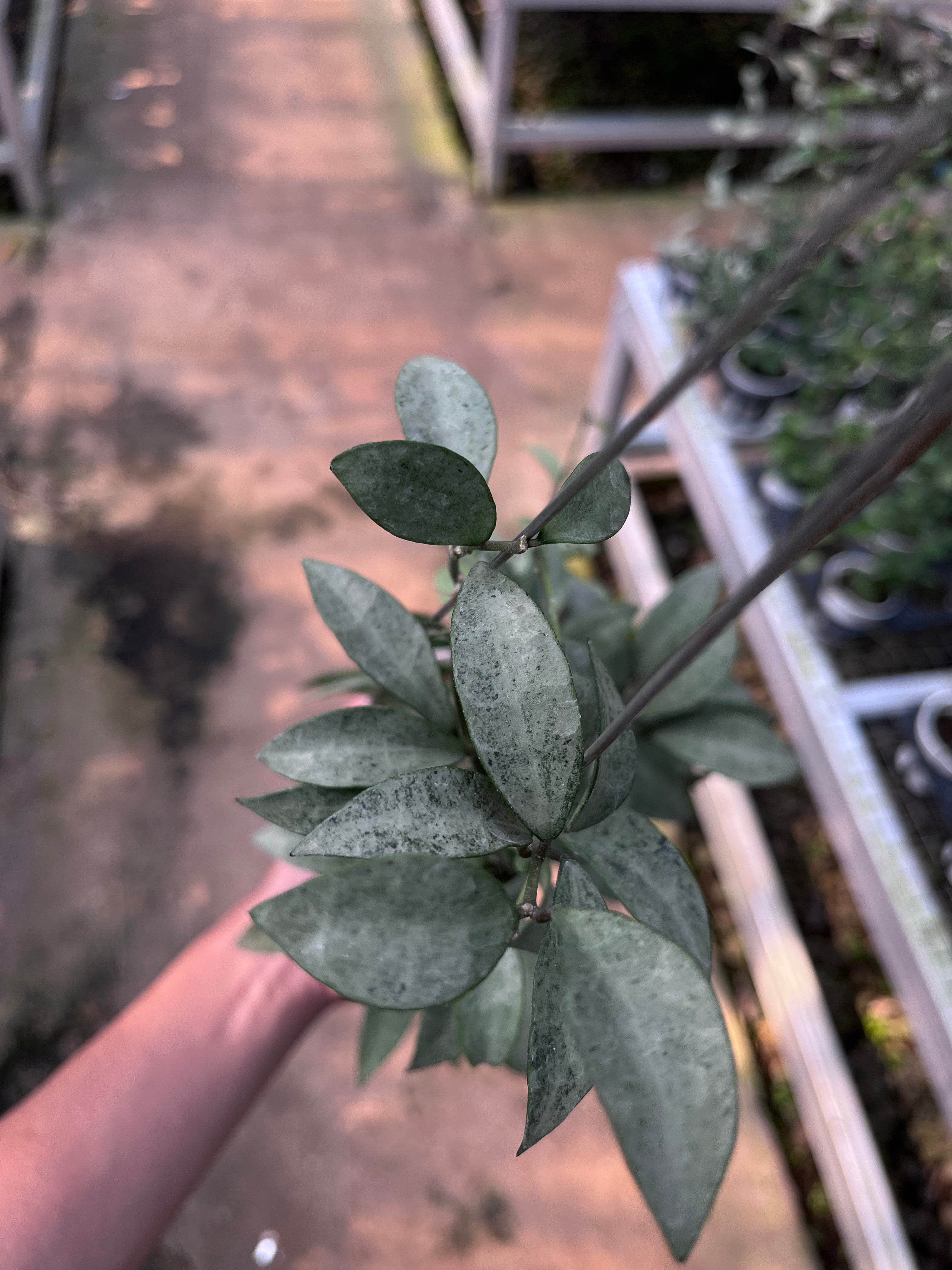 Hoya Lacunosa Gold Powder
