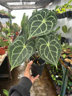 Anthurium Clarinervium