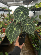 Anthurium Clarinervium