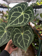 Anthurium Clarinervium