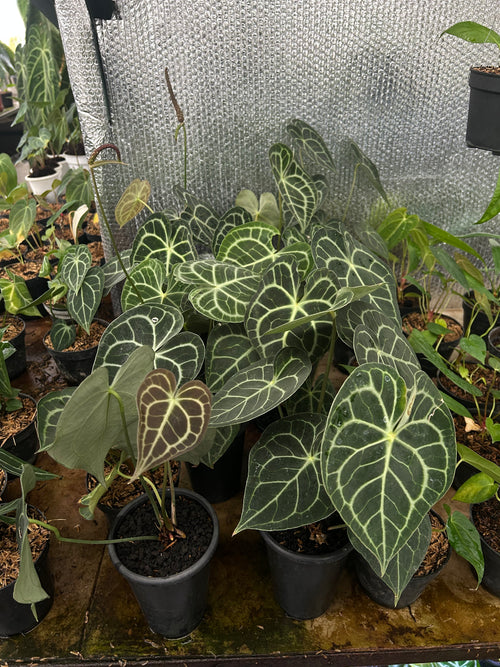 Anthurium Clarinervium