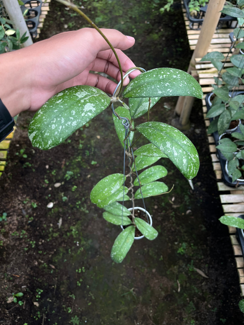 Hoya North Sumatra