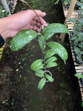 Hoya North Sumatra