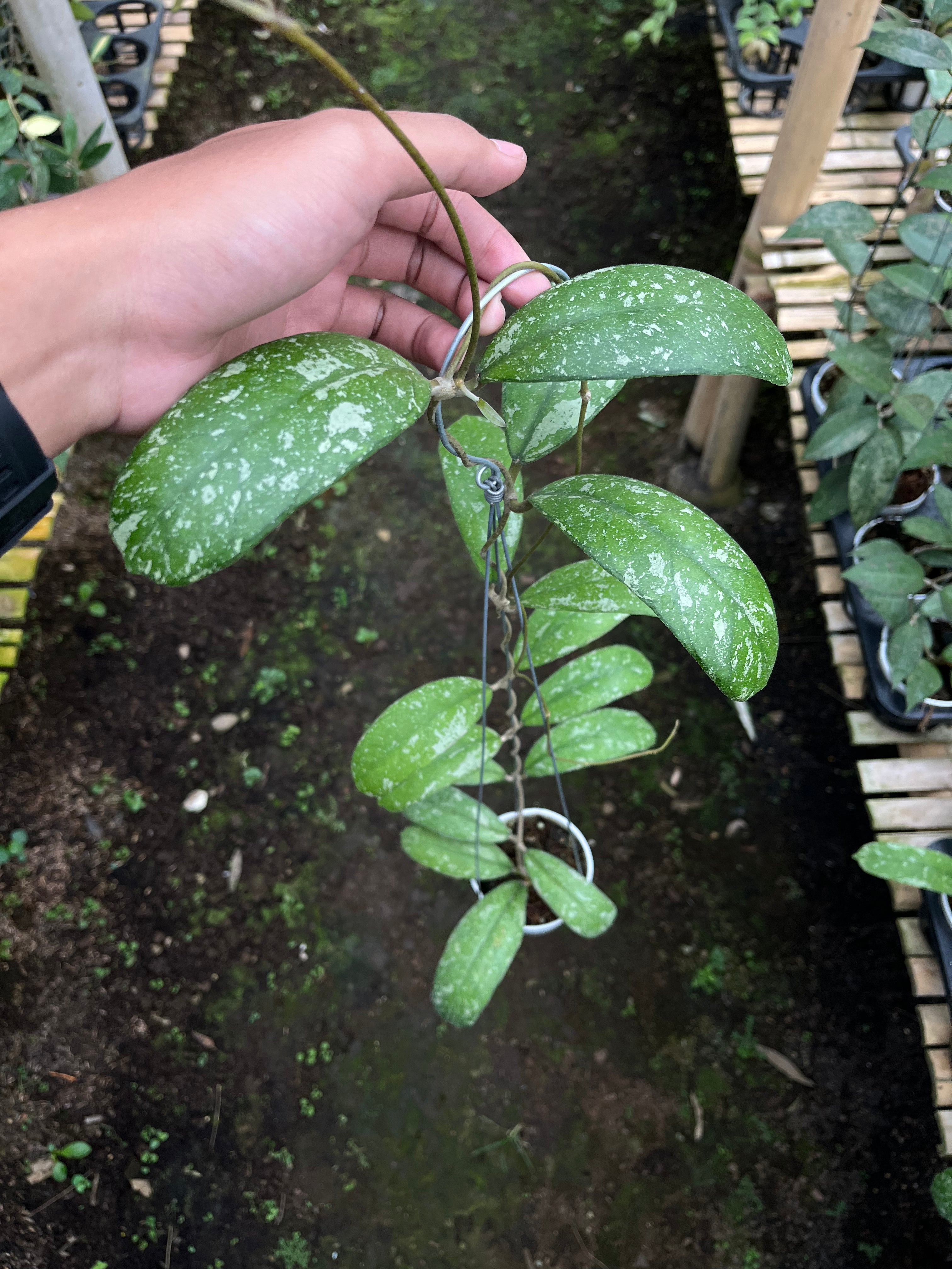 Hoya North Sumatra