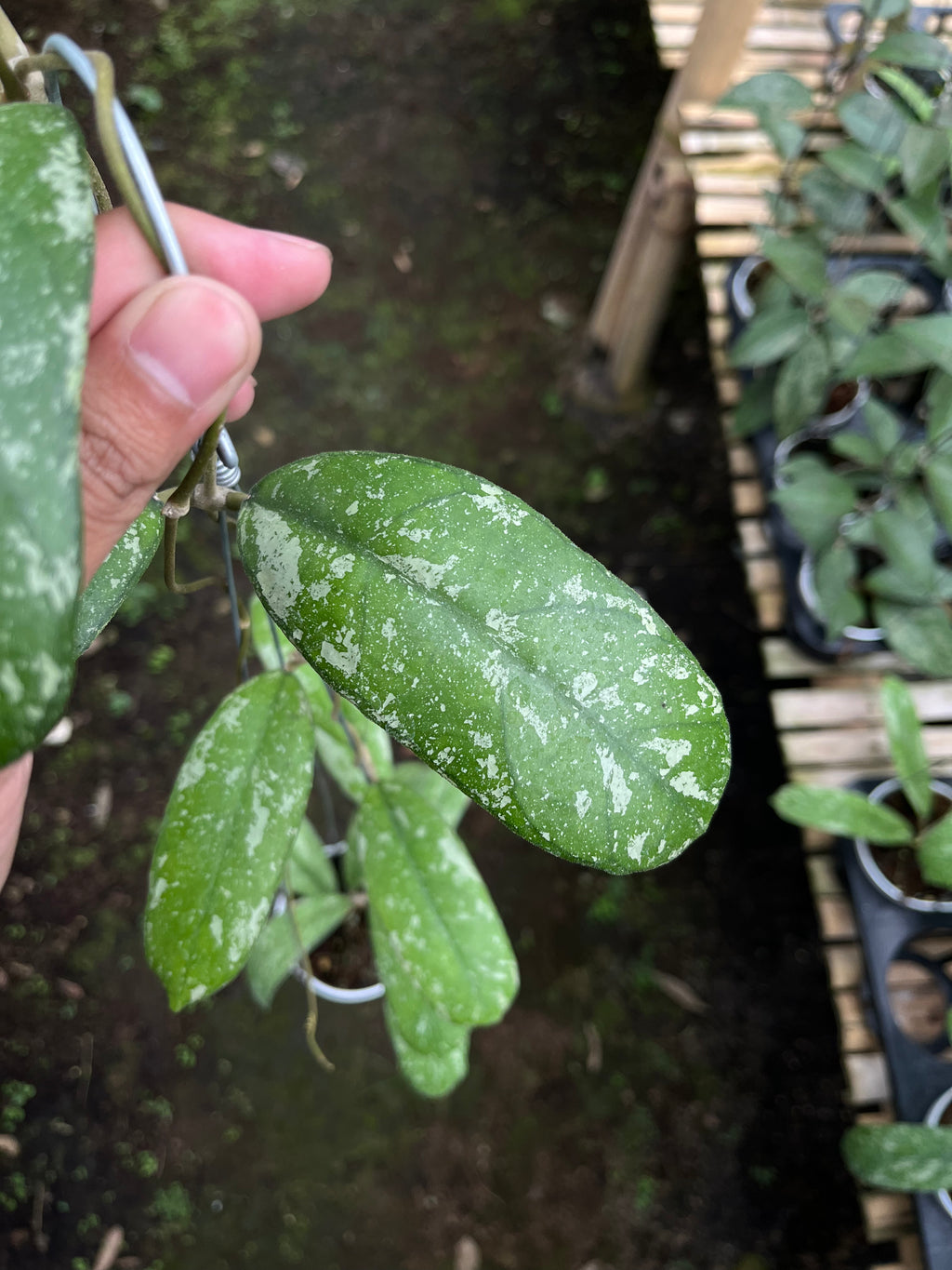 Hoya North Sumatra