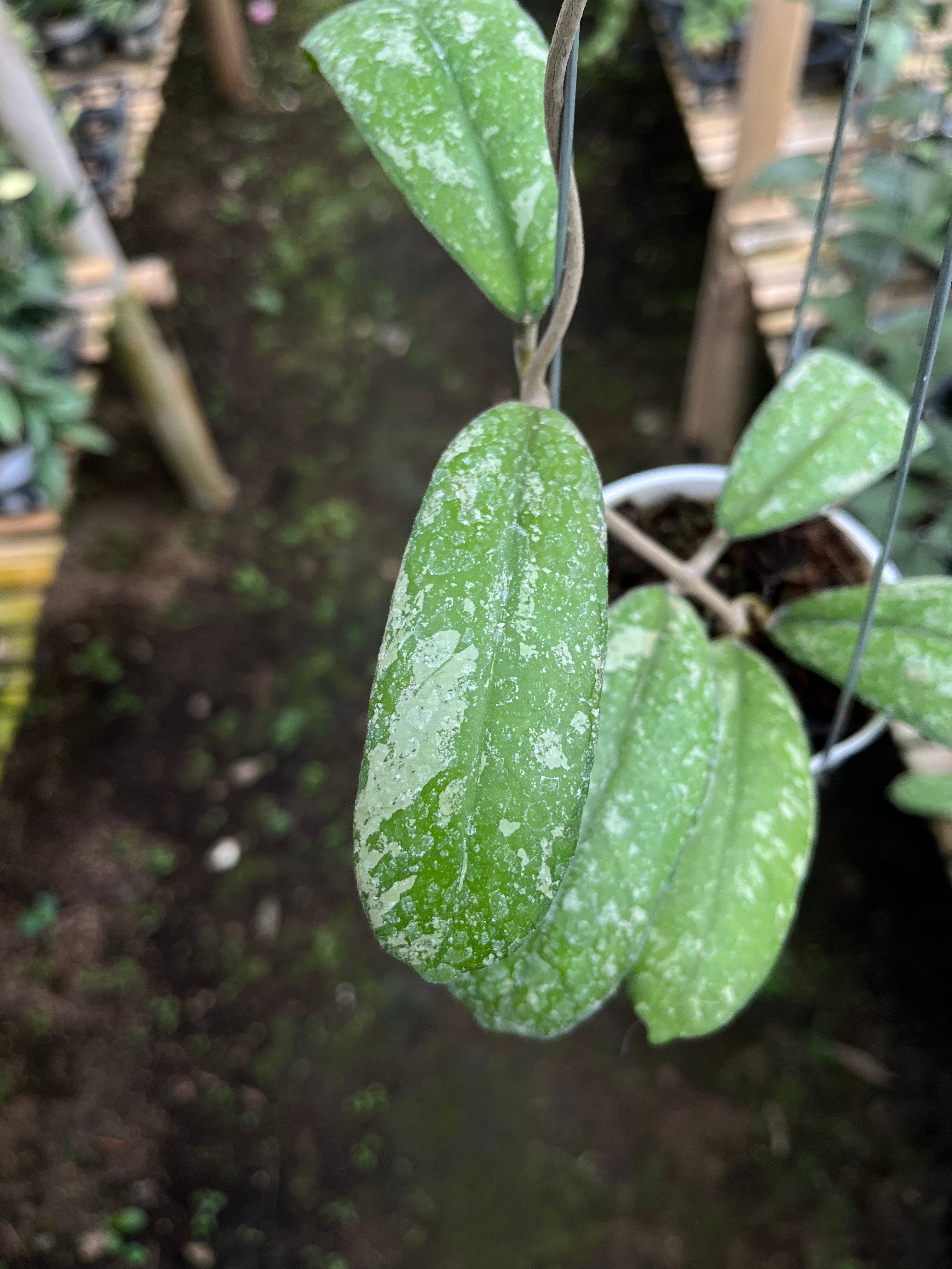 Hoya North Sumatra
