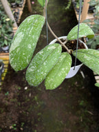 Hoya North Sumatra