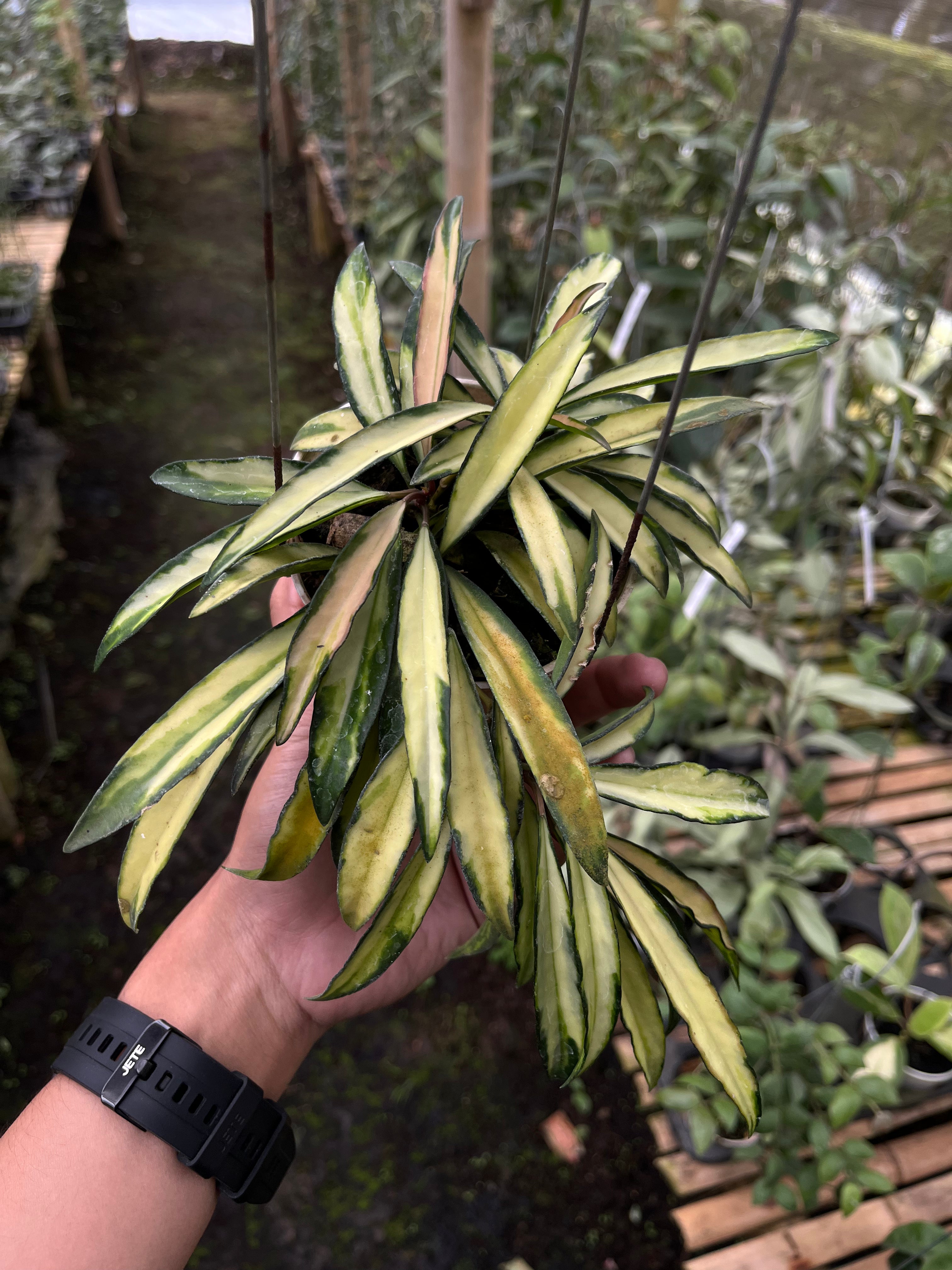 Hoya Wayetii Regular