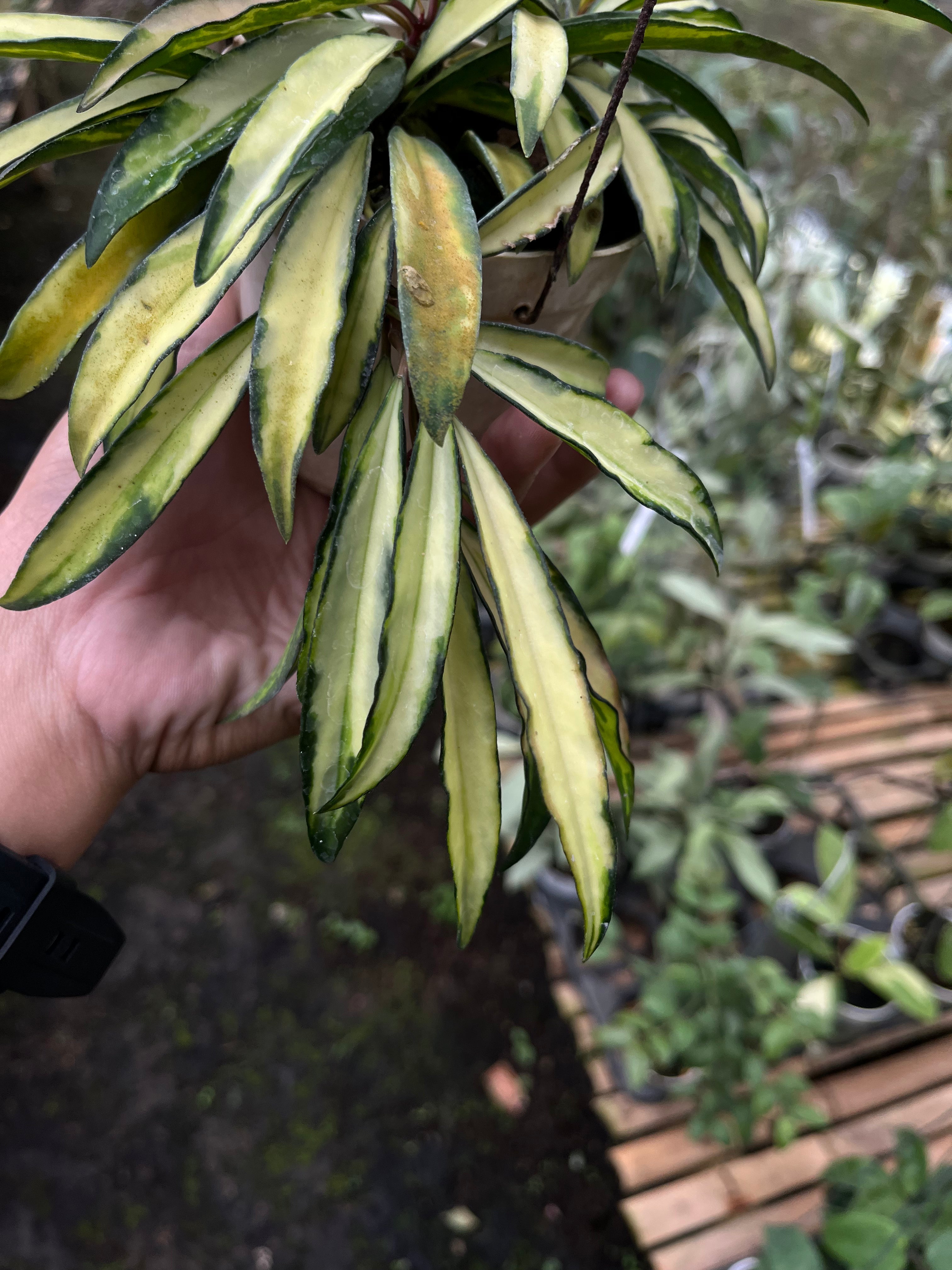 Hoya Wayetii Regular
