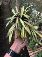 Hoya Wayetii Regular