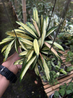 Hoya Wayetii Regular