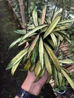 Hoya Wayetii Regular