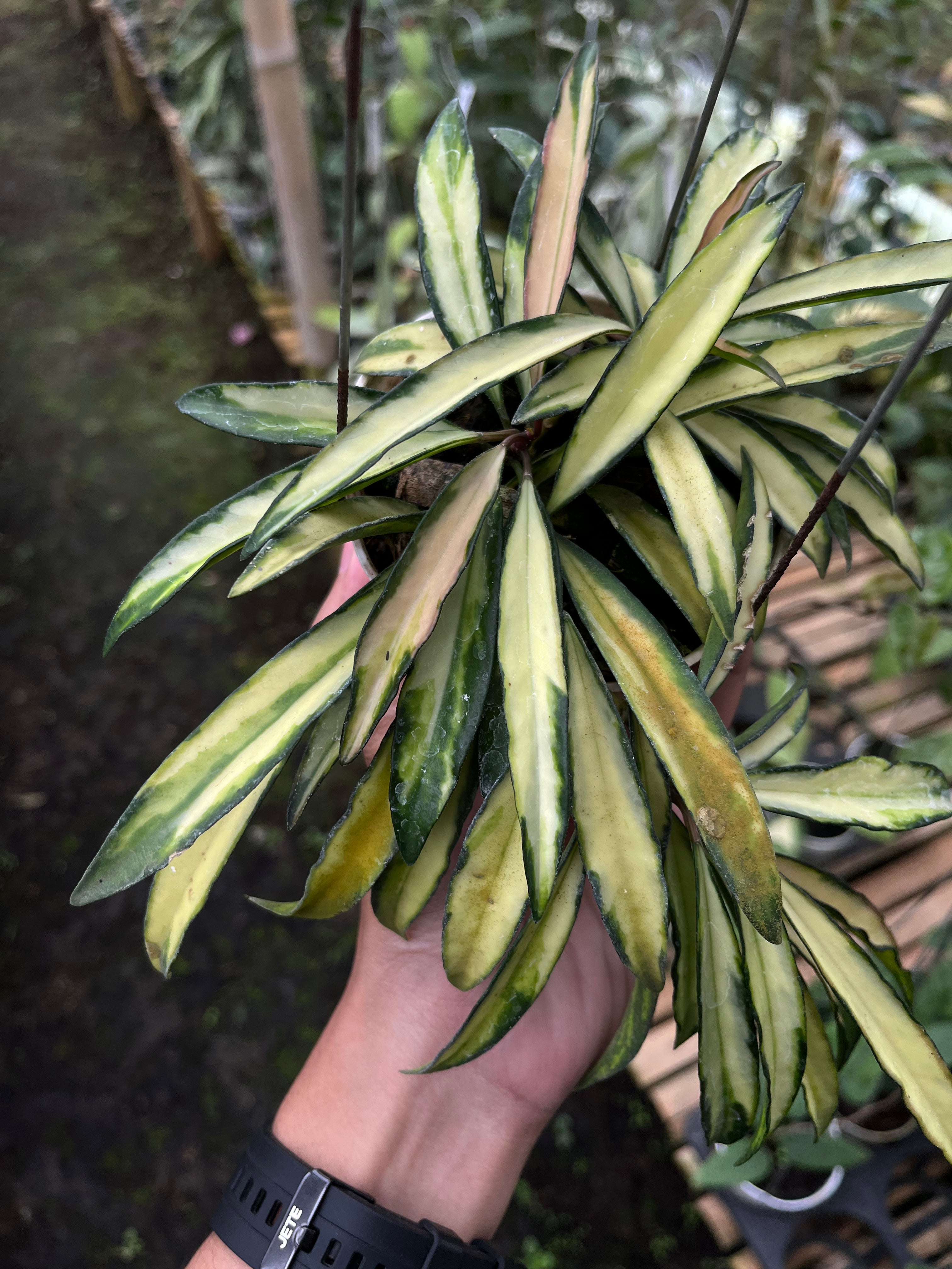 Hoya Wayetii Regular