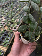 Hoya Sigilatis GPS