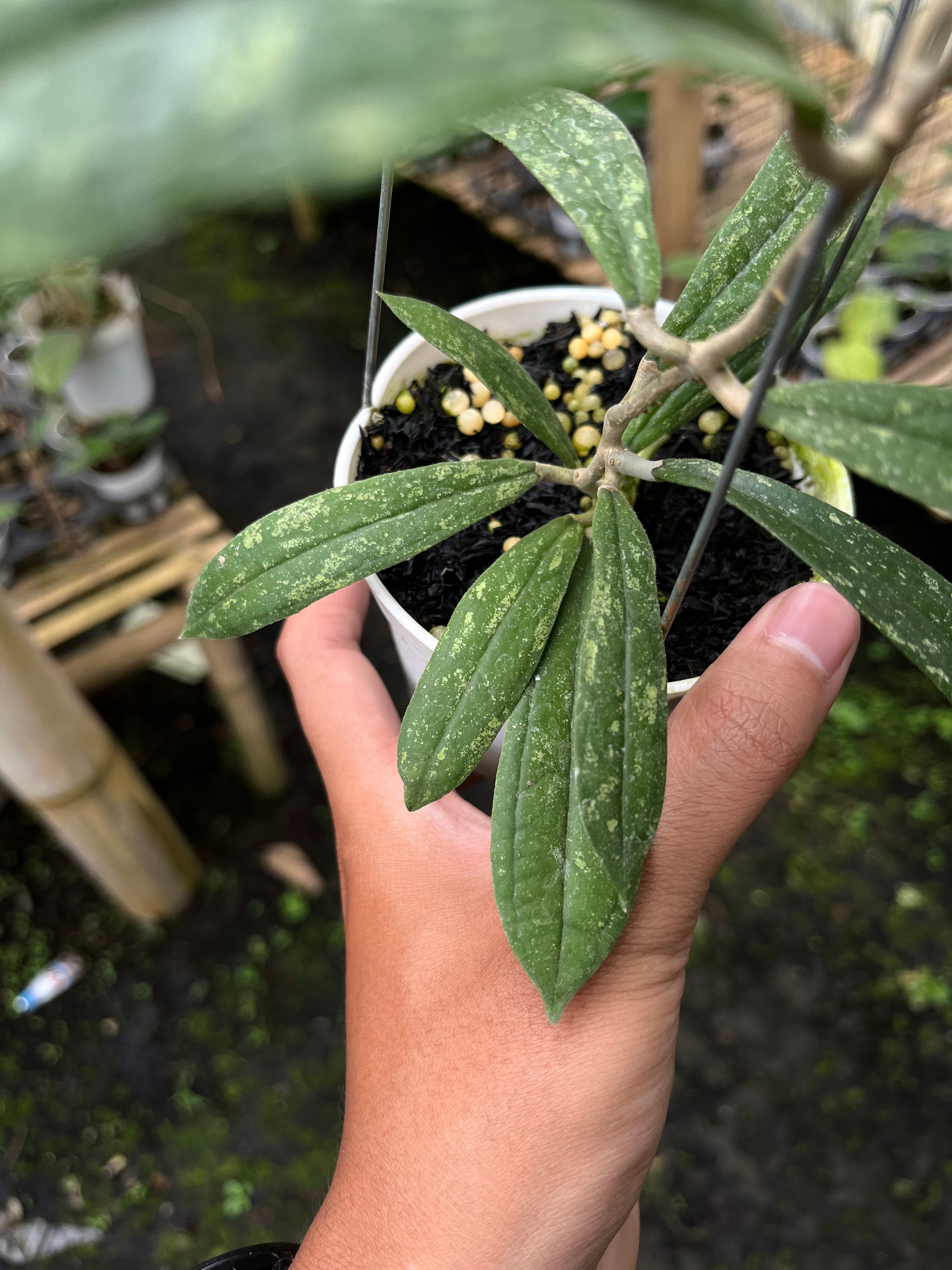 Hoya Rigidifolia