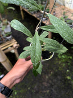 Hoya Rigidifolia