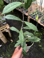 Hoya Rigidifolia