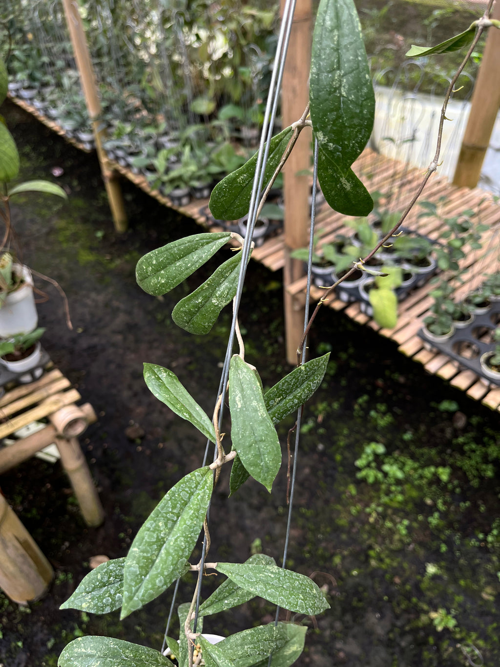 Hoya Rigidifolia