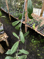 Hoya Rigidifolia