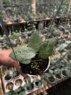 Hoya Verticillata Pacitan Silver Galaxy