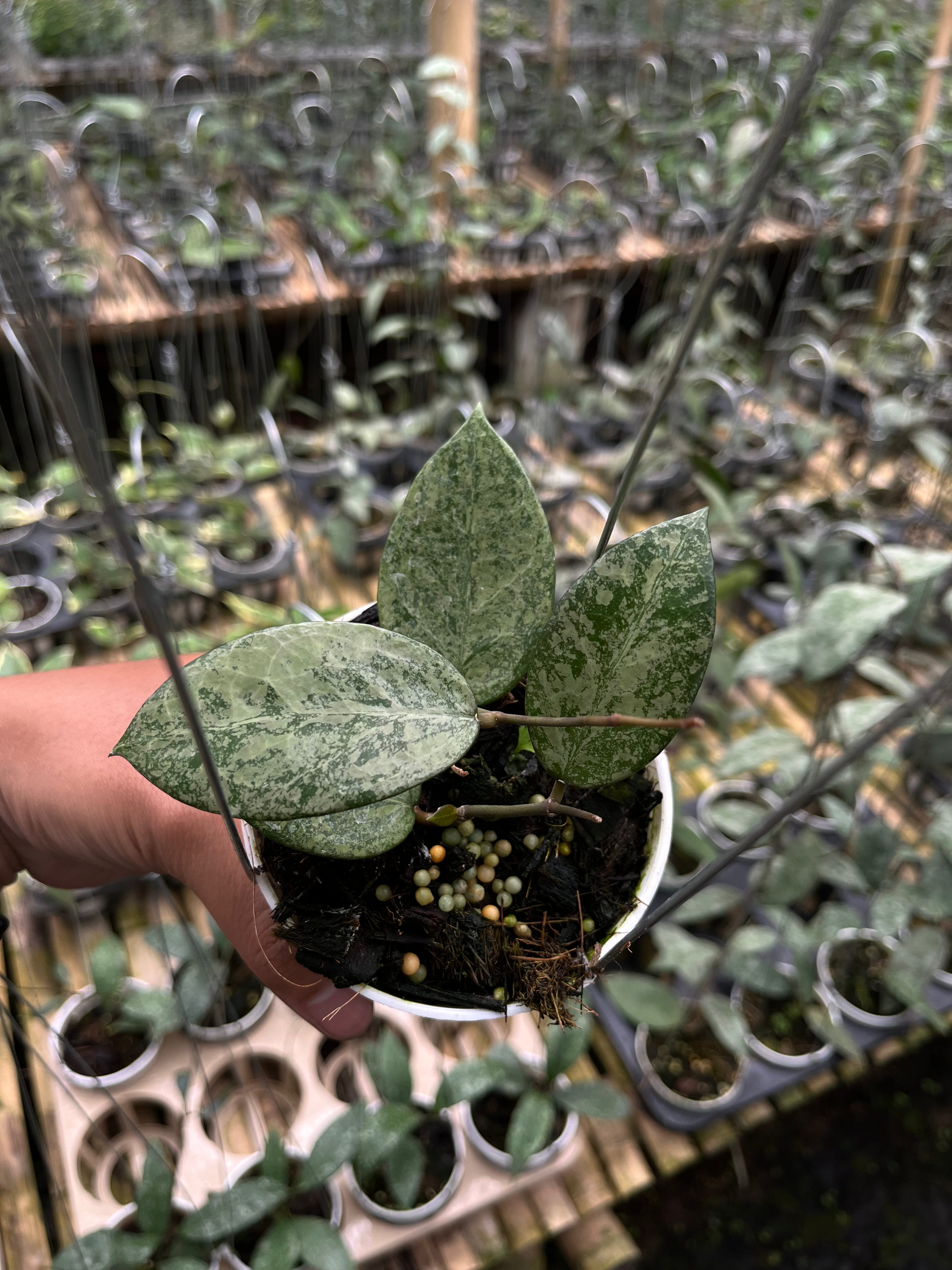 Hoya Verticillata Pacitan Silver Galaxy
