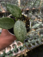 Hoya Verticillata Pacitan Silver Galaxy