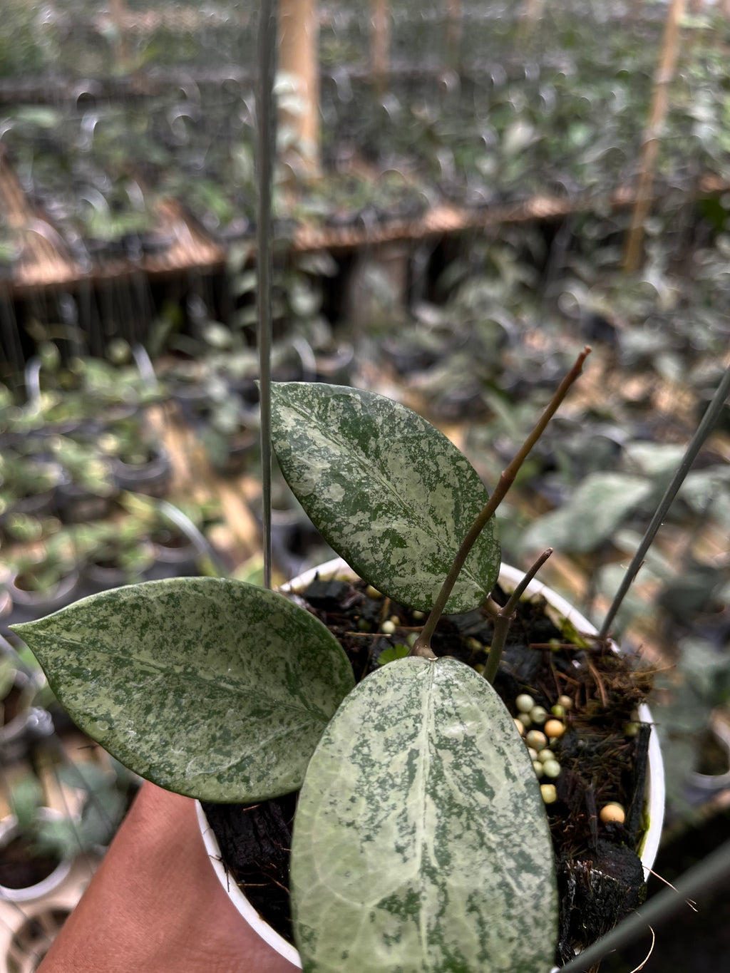 Hoya Verticillata Pacitan Silver Galaxy