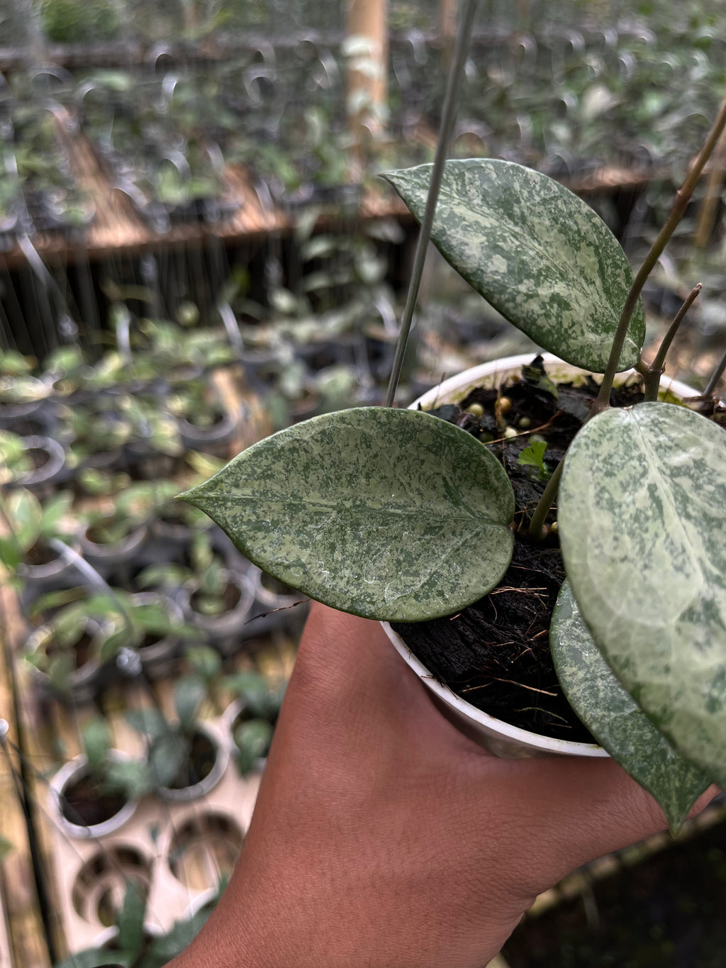 Hoya Verticillata Pacitan Silver Galaxy