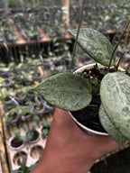 Hoya Verticillata Pacitan Silver Galaxy