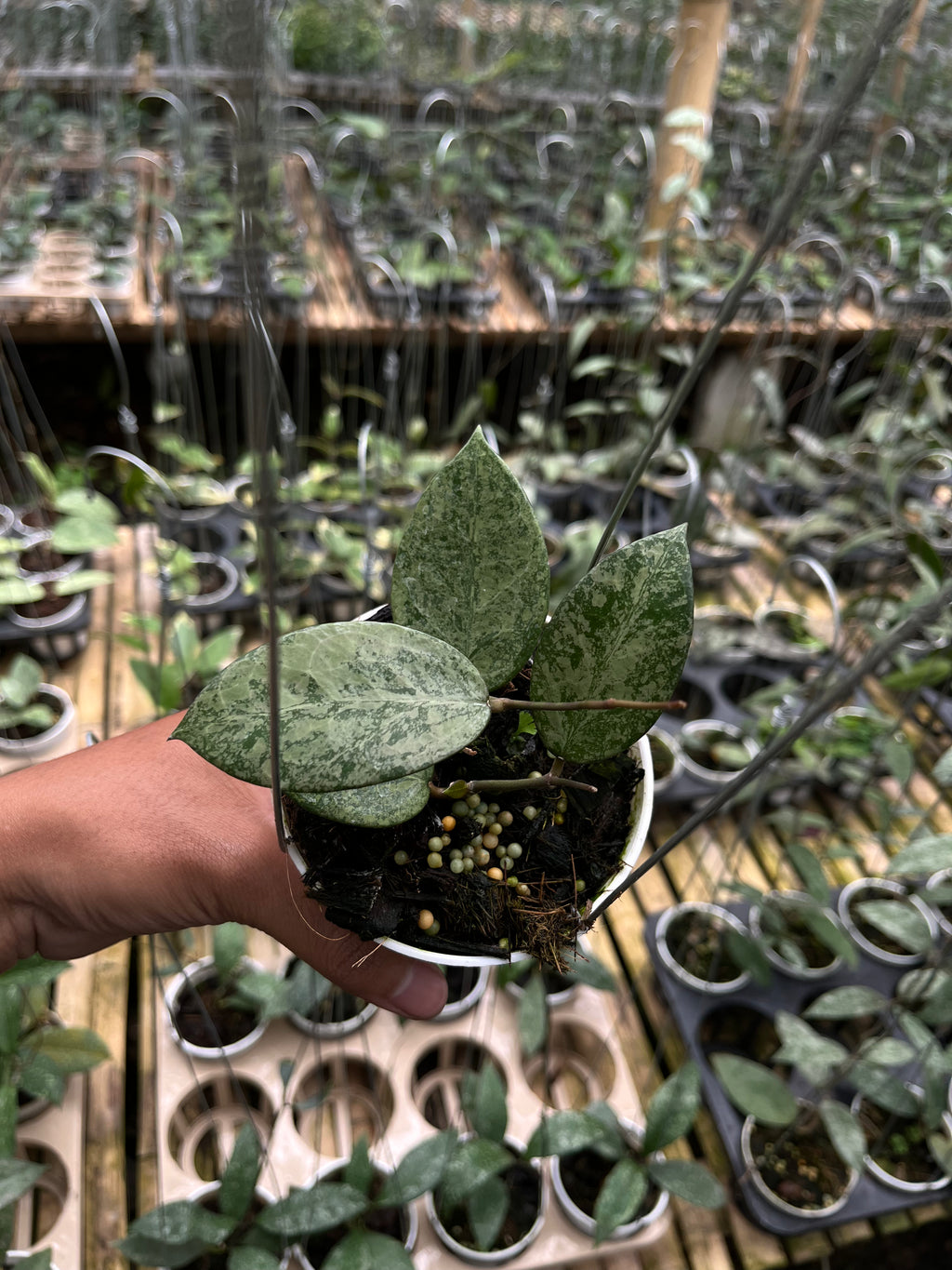 Hoya Verticillata Pacitan Silver Galaxy