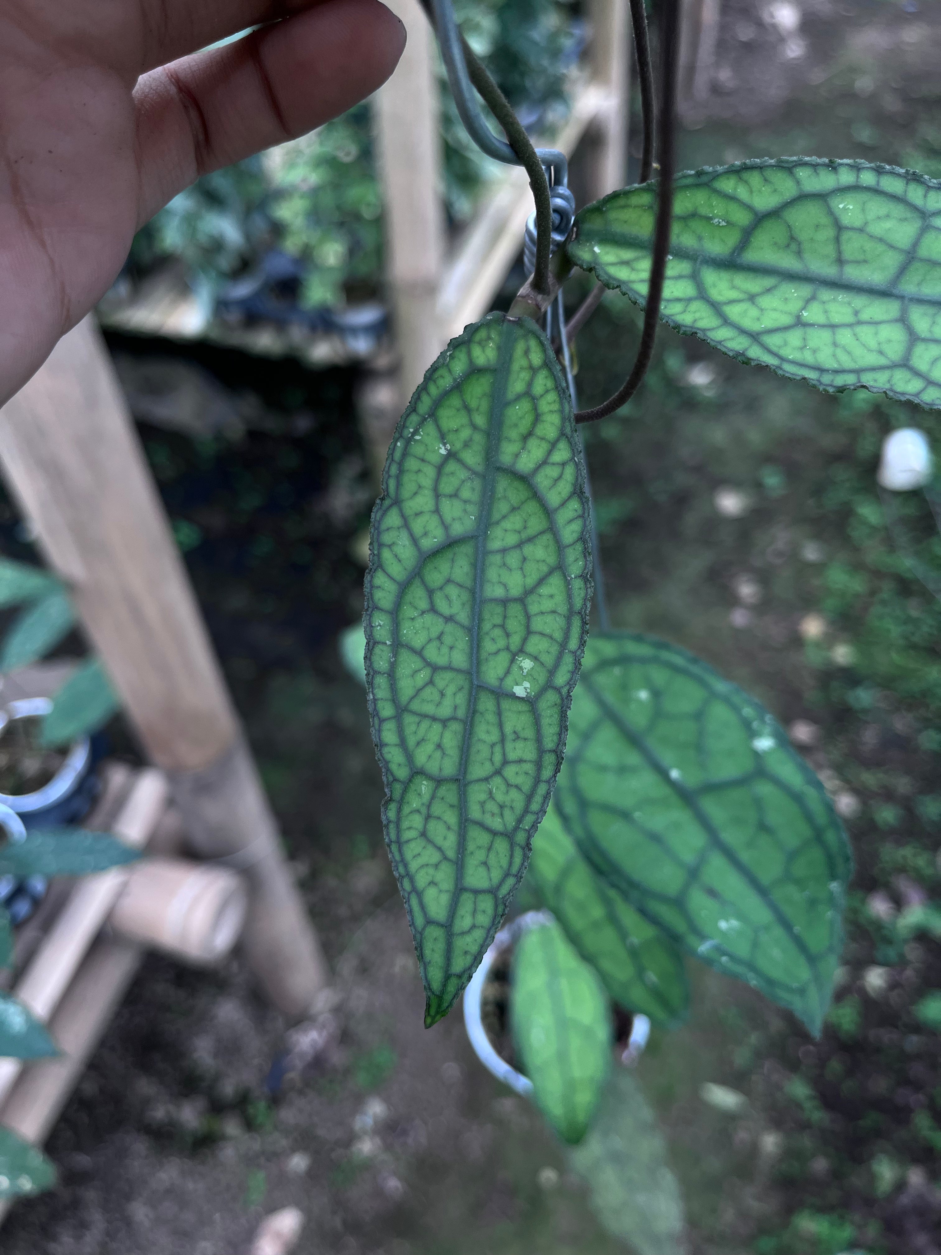 Hoya Clemensiorum Aceh Venasi