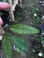 Hoya Clemensiorum Aceh Venasi