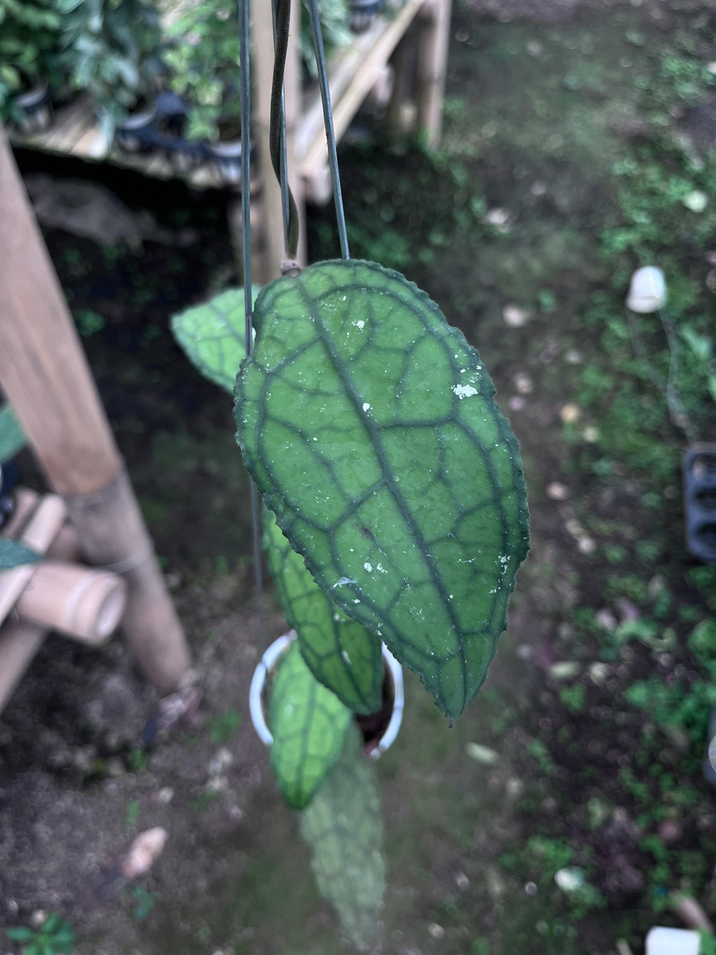 Hoya Clemensiorum Aceh Venasi