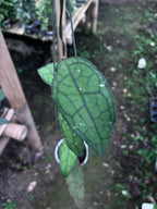 Hoya Clemensiorum Aceh Venasi