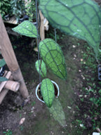 Hoya Clemensiorum Aceh Venasi