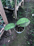 Hoya Clemensiorum Aceh Venasi