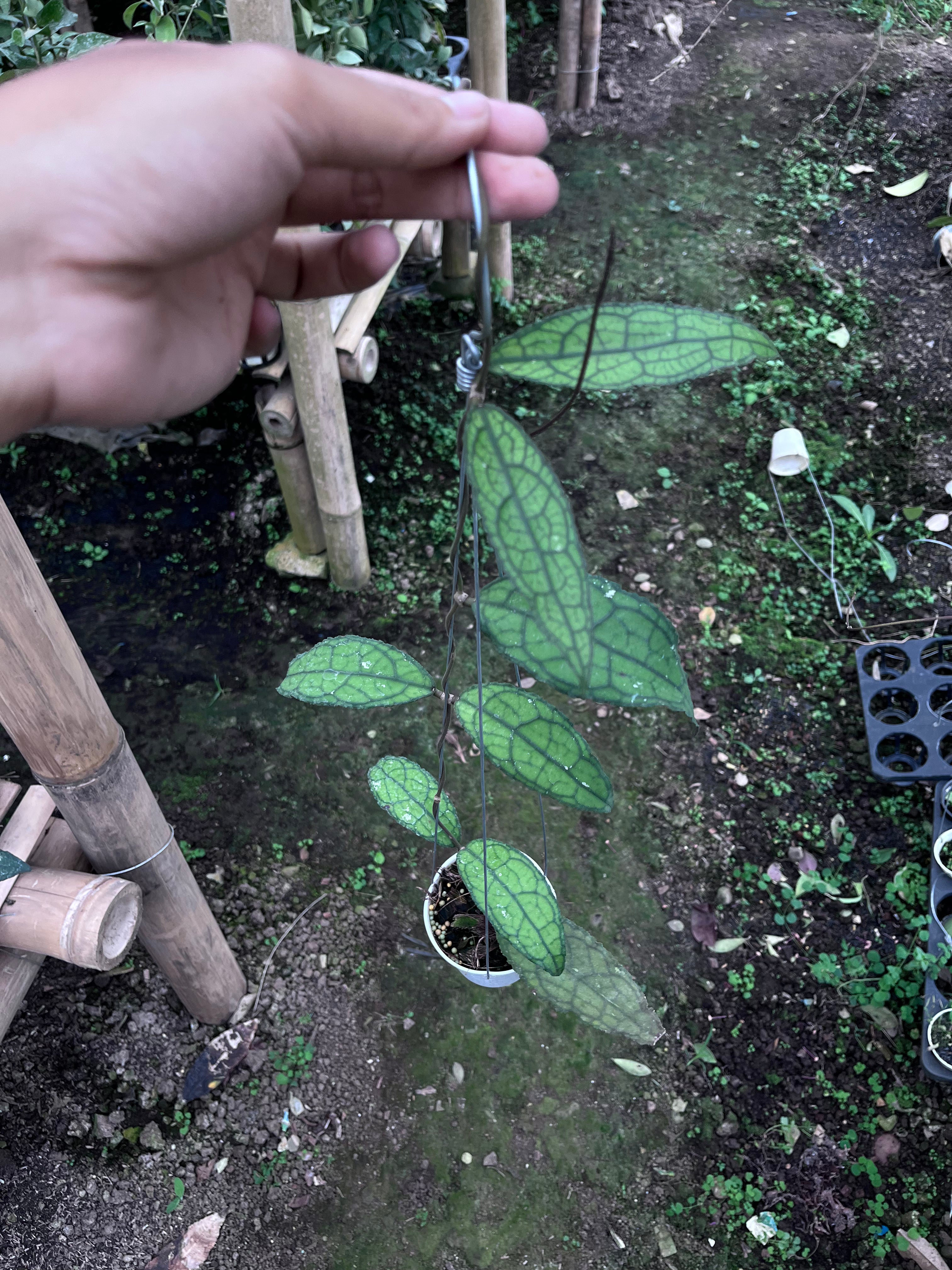 Hoya Clemensiorum Aceh Venasi