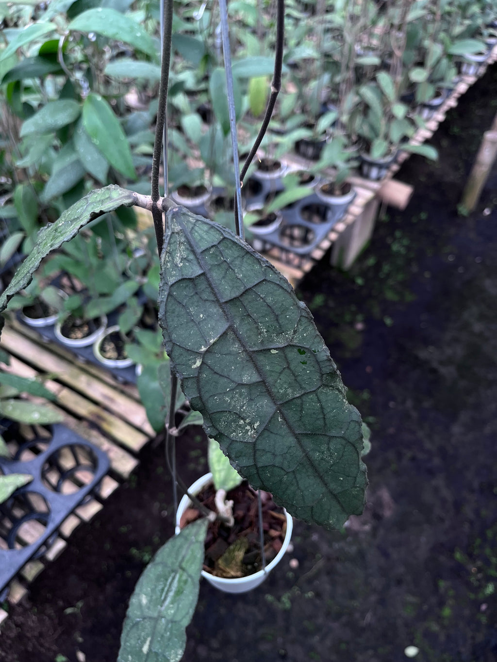 Hoya Clemensiorum Aceh Dark