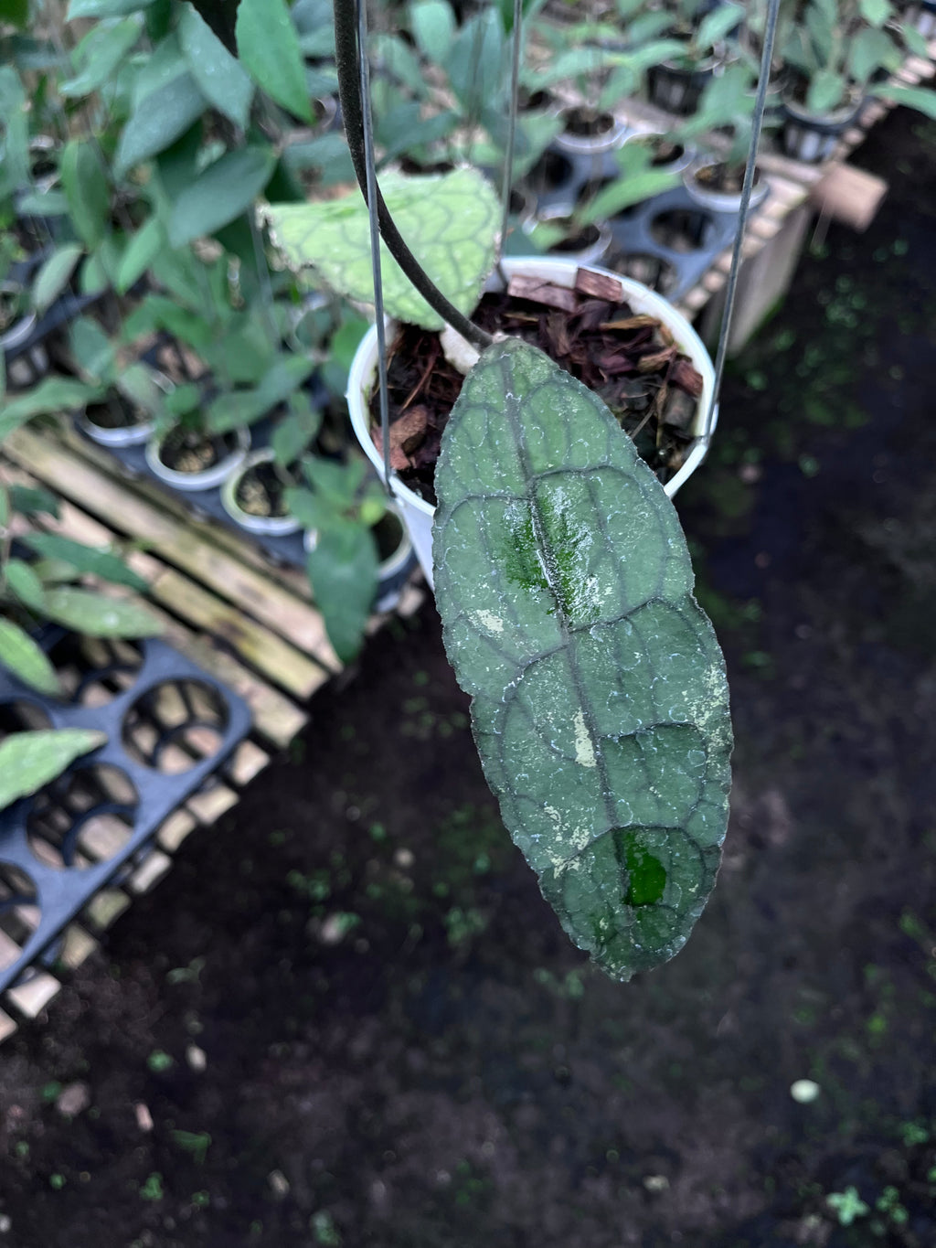 Hoya Clemensiorum Aceh Dark